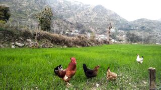 Rooster and hens