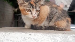 Miaww kucing lucu kasihan