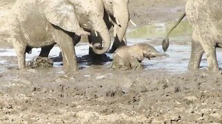 Adorable baby elephant struggles on through thick mud