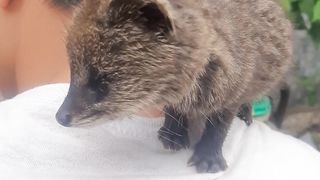 Anak musang pintar dan lucu