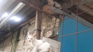 Dua anak kucing terlantar