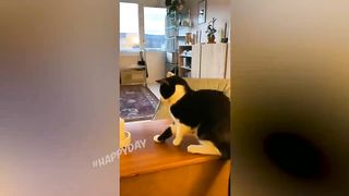 FUNNY CATS 2023 & OTHER ANIMALS / 10 MINUTES OF LAUGHTER / FUNNY ANIMALS 2023 / BEST CAT FUNNY