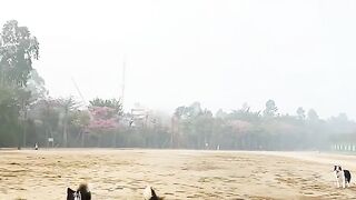 Dogs play with balloon