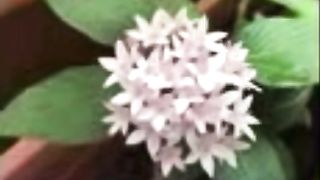 Beautiful Pentas Flowers