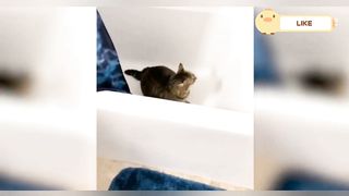Funny Animals 2023 Funniest Cats & Funniest Dogs