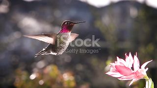 Humming Bird