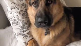 If You Still Haven’t Decided to Get a Dog, Watch This