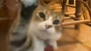 Funny animals |  Adorable cats and dogs 2023