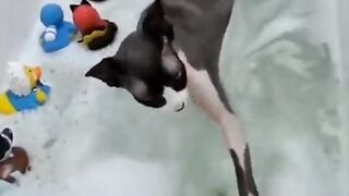 Funny animals |  Adorable cats and dogs 2022