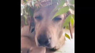 Funny dogs video compilation | Funniest dogs moments on camera | cutest and funniest dogs video