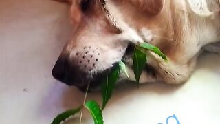 Funny dog
