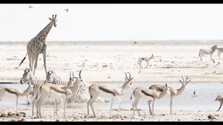 Crowded Waterhole and Drinking Giraffe