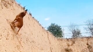 DOG ACROBASIA