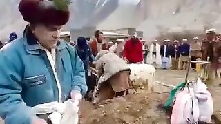 Spring Festival (Shogun Bohor)