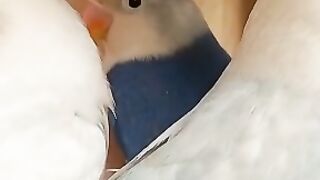 Mitthu The Very Talented Green Ringneck Talking Parrot