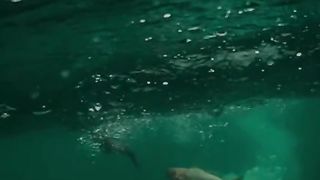 very nice duck video see till end #gull