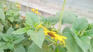 Sunflowers #sunflower #razaqrao