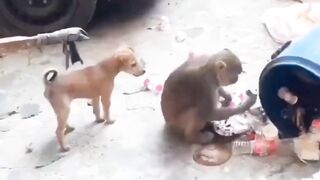 Funny cat