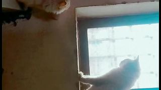 Purssion Cats