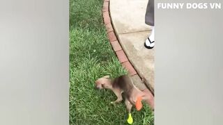 Funny animals