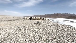 aminal fun