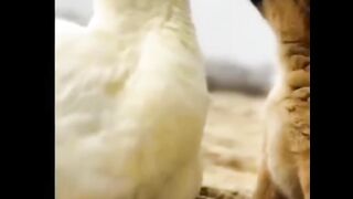 Cute Puppy And Duckling Friendship