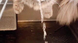 cat training