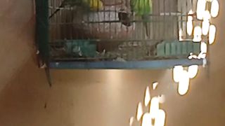 My beautiful Loving birds????