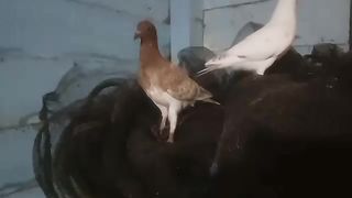 sepasang burung merpati yg lagi ngobrol