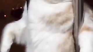 I’m so lonely ???? Cat’s Feeling lonely ???? cute cat, sad cat, funny, love cats, cats lover, cats club, cats video,