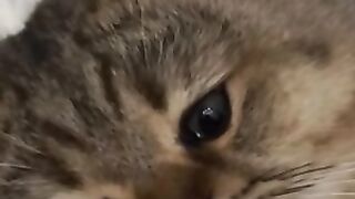 Crying ???? Cat’s Feeling lonely ???? cute cat, sad cat, funny, love cats, cats lover, cats club, cats video,