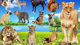 Animals Video With Sounds, Elephants, Lion, tiger, dogs, horses, cows, cats goats