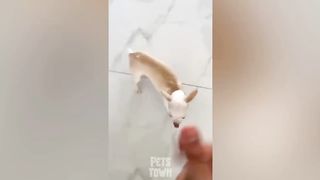 The Funniest and Craziest Dog Videos of 2022 so Far! | Pets Town