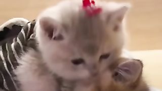 Loving Cat ???? Cat’s Love❣️ cute cat, sad cat, funny, love cats, cats lover, cats club, cats video,