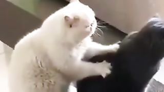 Cute Cat Massage. Cat’s Love❣️ cute cat, sad cat, funny, love cats, cats lover, cats club, cats video,