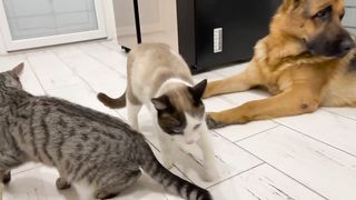 The German Shepherd is the Best Friend for Cats