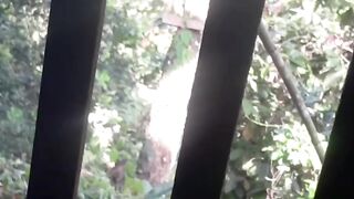 Panen alpukat langsung masuk rumah