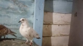 cara menjinakkan burung balam