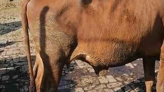 Cow butiyful