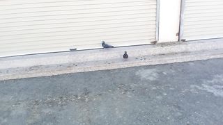 Beautiful black pigeons