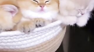 Sleepy Kittens ???? Cute cats, cute kittens, love cats, cat videos, funny videos, cute videos,