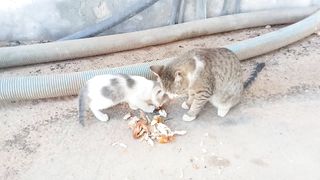 Feeding my pet cats baked chicken asmr