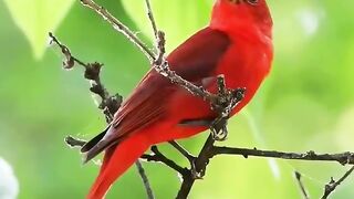 Chirya 4k video