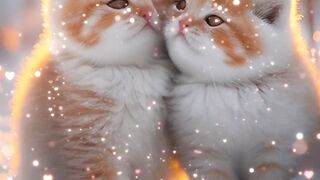 Cute Cat Couple ???? Cute cats, cute kittens, love cats, cat videos, funny videos, cute videos,