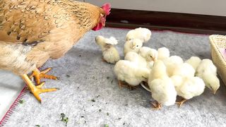 The kitten is a qualified mother of the chick,cuddling and sleeping.hen helpless cute animal video????