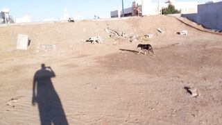 These are aggressive dogs