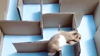 Do not care the hurdles