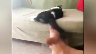 Vidéo drôle de chat