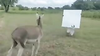 گدھا تو برا مان گیا یار