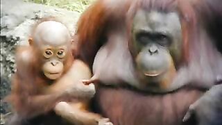 Vidéo drôle de singe fou rire et gag